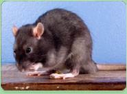 rat control Swadlincote