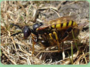 wasp control Swadlincote